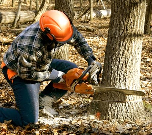 Tree Removal in Marissa, IL